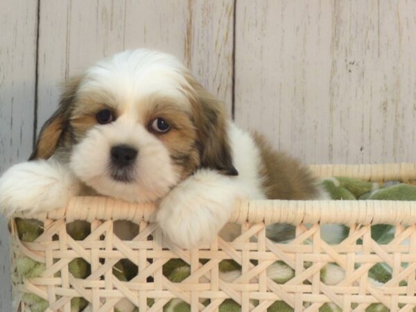 Teddy Bear-DOG-Female-BROWN WH-21096-Petland Fort Myers, Florida