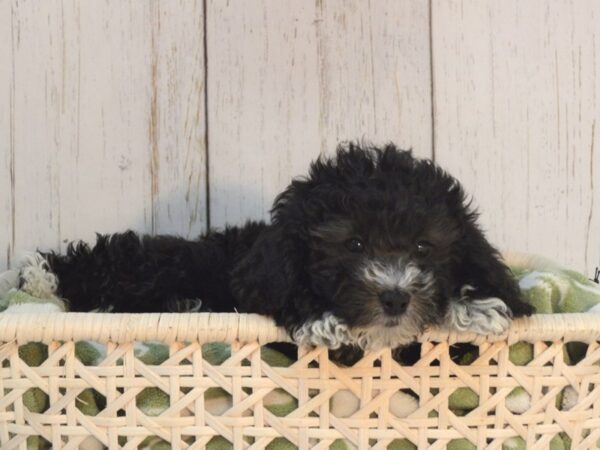 Bichon Frise / Poodle-DOG-Female-Black-21094-Petland Fort Myers, Florida