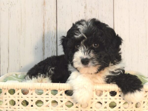 Aussie/Poodle DOG Male Black & White 21093 Petland Fort Myers, Florida