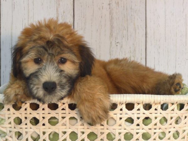 Soft Coated Wheaten Terrier DOG Male Wheaten 21085 Petland Fort Myers, Florida