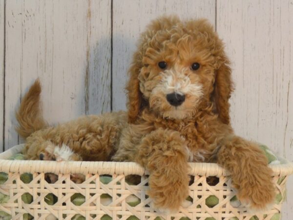 2nd Generation Goldendoodle DOG Male Red 21081 Petland Fort Myers, Florida