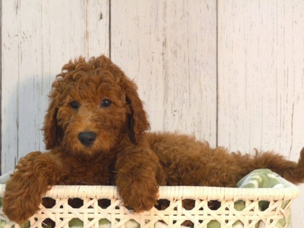 Goldendoodle DOG Female Red 21078 Petland Fort Myers, Florida