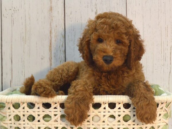 Goldendoodle DOG Male Red 21077 Petland Fort Myers, Florida