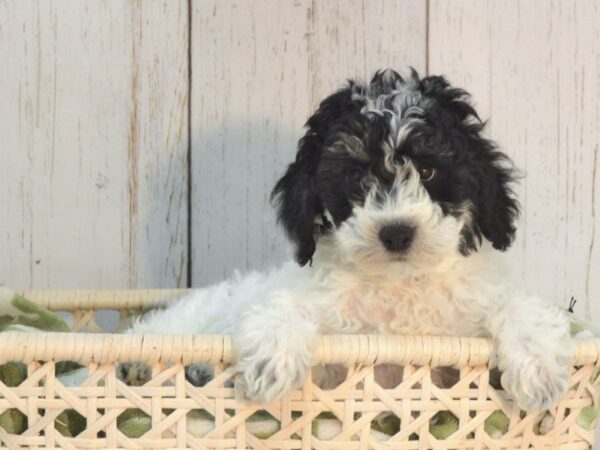 Poo Chon-DOG-Male-BLK WH-21101-Petland Fort Myers, Florida