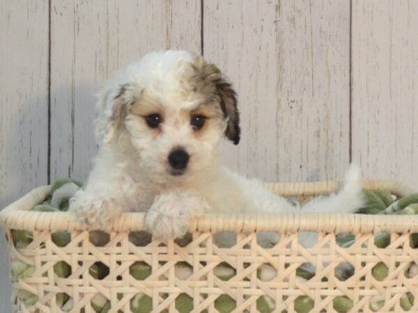 Poo Chon-DOG-Female-BLK WH-21100-Petland Fort Myers, Florida