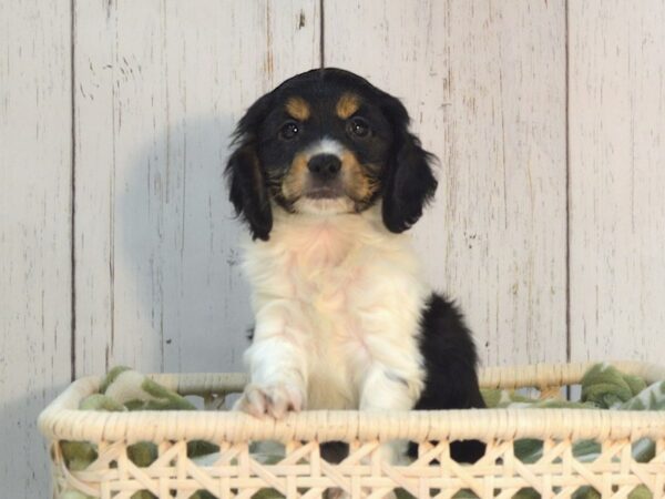 Cock A Poo DOG Male BLK WH 21099 Petland Fort Myers, Florida