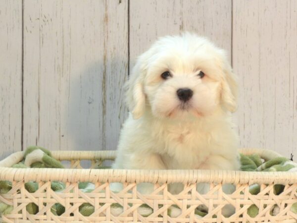 Teddy Bear-DOG-Male-BROWN WH-21097-Petland Fort Myers, Florida