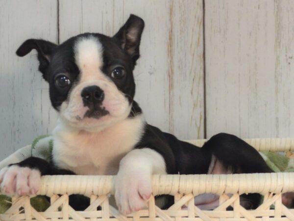 Boston Terrier DOG Female Black & White 21088 Petland Fort Myers, Florida