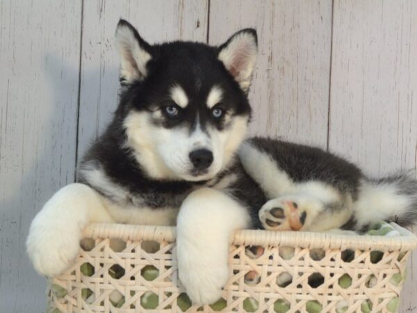 Siberian Husky DOG Male Black & White 21076 Petland Fort Myers, Florida