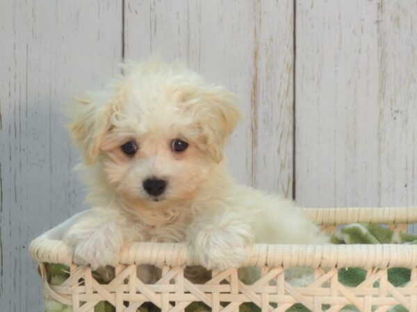 Maltese/Poodle DOG Female Cream 21074 Petland Fort Myers, Florida