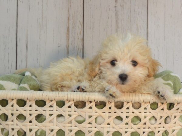 Maltese/Poodle DOG Male Cream 21073 Petland Fort Myers, Florida