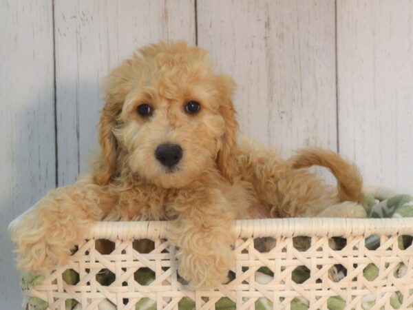 Goldendoodle/Mini Poodle DOG Female Golden 21090 Petland Fort Myers, Florida