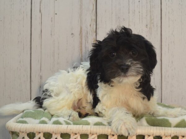 Havanese DOG Male Black/White/Parti 21114 Petland Fort Myers, Florida