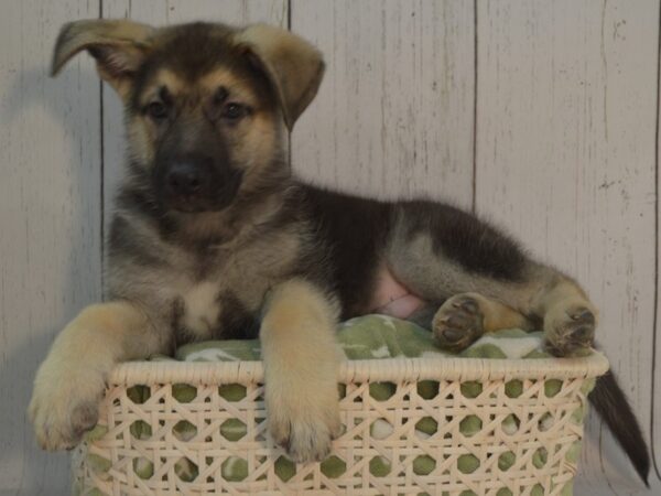 German Shepherd DOG Male Black & Tan 21107 Petland Fort Myers, Florida