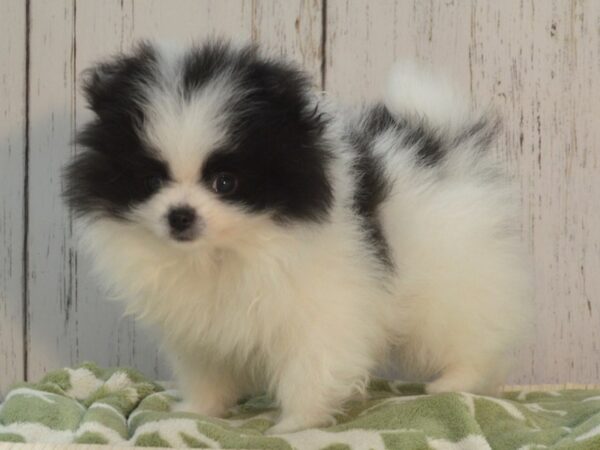 Pomeranian DOG Male Black & White 21106 Petland Fort Myers, Florida