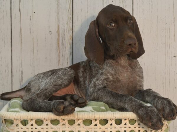 German Shorthair Pointer DOG Male Liver Roan 21105 Petland Fort Myers, Florida