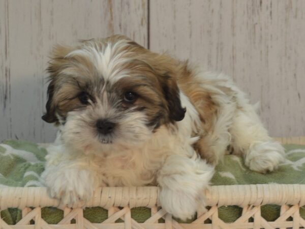 Shih-Poo (Shih Tzu/Poodle) DOG Female Gold & White 21104 Petland Fort Myers, Florida