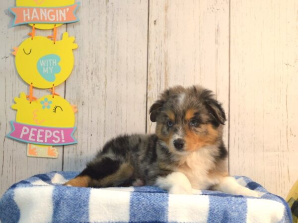 Mini Australian Shepherd DOG Male Blue Merle 21138 Petland Fort Myers, Florida