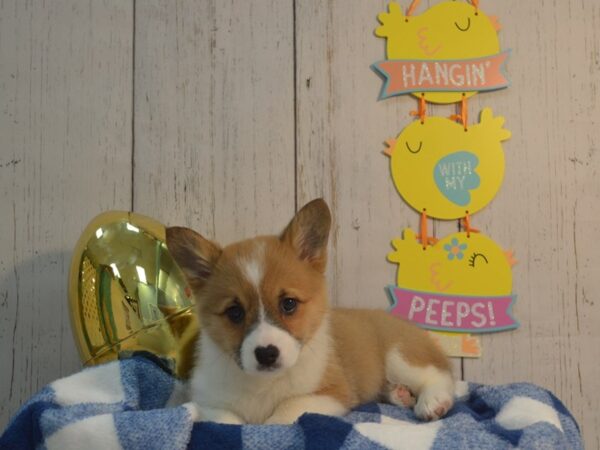 Pembroke Welsh Corgi DOG Female Red & White 21135 Petland Fort Myers, Florida