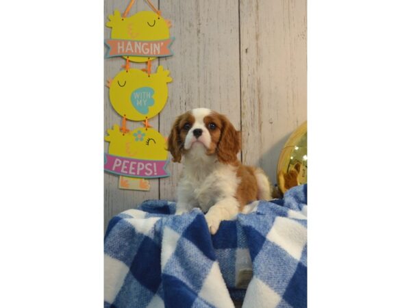 Cavalier King Charles Spaniel DOG Male Blenheim 21132 Petland Fort Myers, Florida