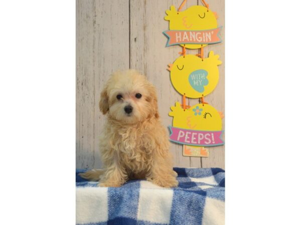 Cavapootese DOG Female Apricot 21130 Petland Fort Myers, Florida