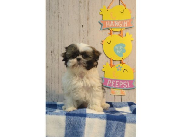 Shih Tzu DOG Female Brindle & White 21128 Petland Fort Myers, Florida