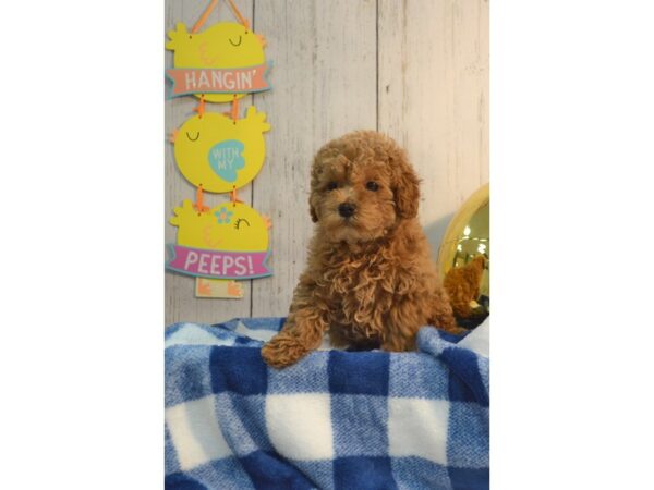 Poodle-DOG-Female-Ruby-21126-Petland Fort Myers, Florida