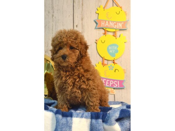 Poodle DOG Male Ruby 21125 Petland Fort Myers, Florida