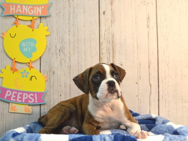 Boxer DOG Male Brindle & White 21123 Petland Fort Myers, Florida