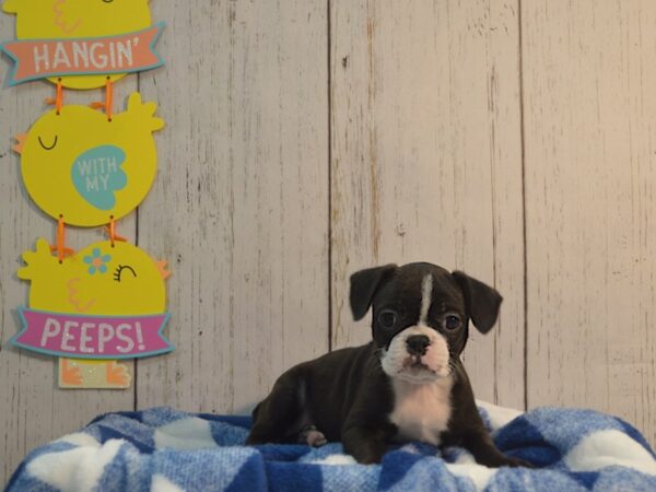 Frenchton DOG Female Black & White 21121 Petland Fort Myers, Florida