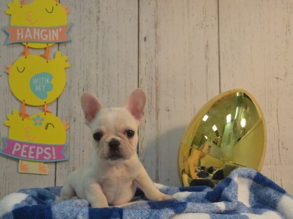 French Bulldog DOG Male Creme 21120 Petland Fort Myers, Florida