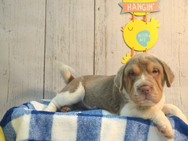 Beagle / Shar Pei-DOG-Female-Bl Tn & Wh-21119-Petland Fort Myers, Florida