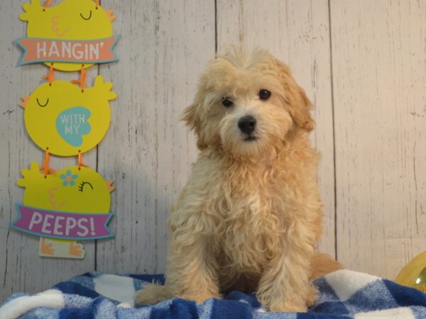 Cavapootese DOG Male Apricot 21084 Petland Fort Myers, Florida