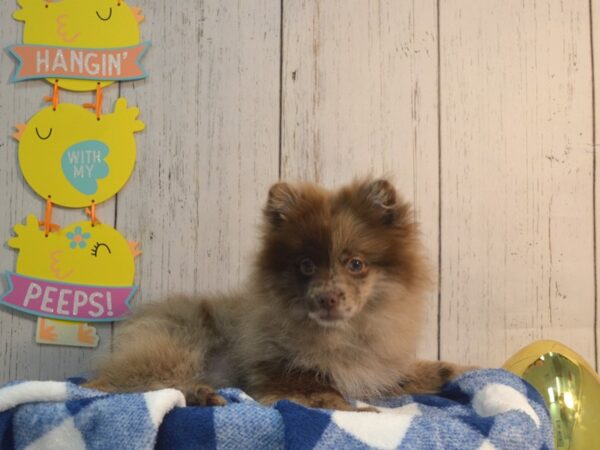 Pomeranian DOG Male Chocolate Merle 21049 Petland Fort Myers, Florida