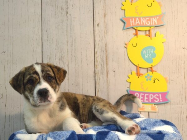 Anatolian Shepherd/Cur-DOG-Female-Dark Brindle-21143-Petland Fort Myers, Florida