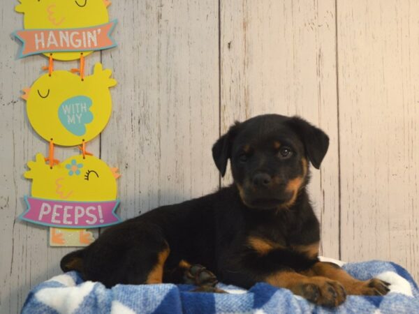 Rottweiler DOG Female Blk & Mhgy 21140 Petland Fort Myers, Florida