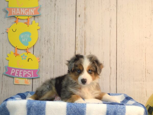 Mini Australian Shepherd DOG Female Blue Merle 21139 Petland Fort Myers, Florida