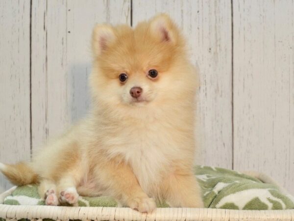 Pomeranian DOG Male Red Sable 21111 Petland Fort Myers, Florida