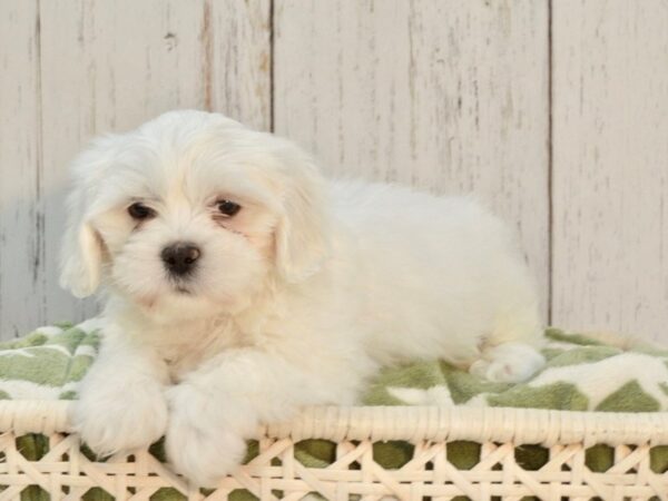 Teddy Bear-DOG-Male-Brown & White-21115-Petland Fort Myers, Florida