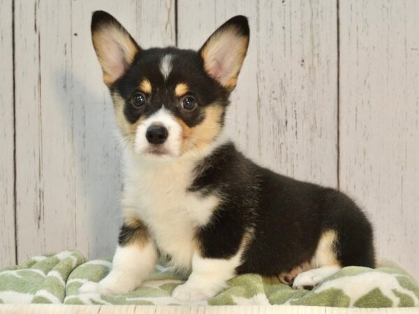 Pembroke Welsh Corgi DOG Female Black & Tan 21109 Petland Fort Myers, Florida