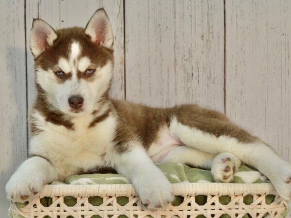 Siberian Husky DOG Female Red & White 21113 Petland Fort Myers, Florida