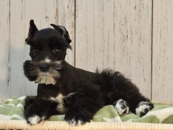 Miniature Schnauzer DOG Male Black & White 21116 Petland Fort Myers, Florida