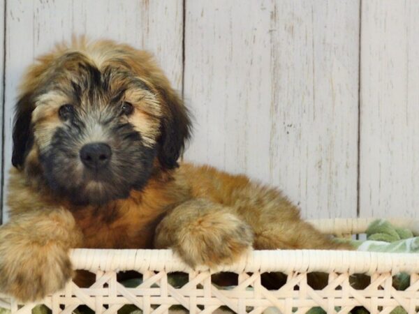 Soft Coated Wheaten Terrier DOG Female Wheaten 21086 Petland Fort Myers, Florida