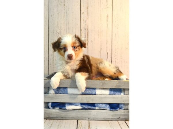 Miniature Australian Shepherd DOG Male RED MERLE 21162 Petland Fort Myers, Florida