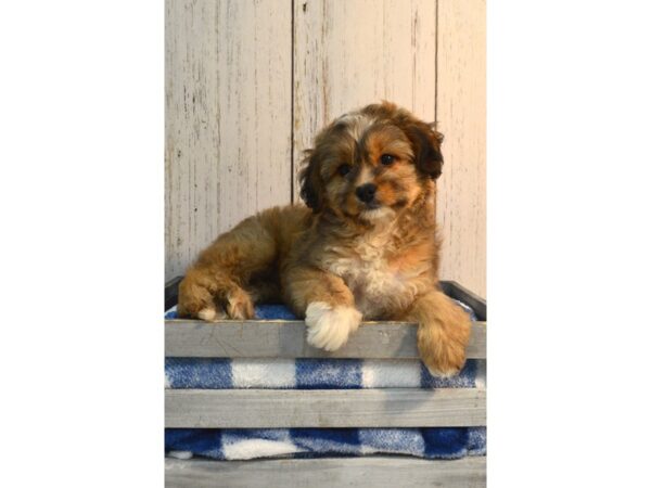 Aussie Poo-DOG-Male-RED-21161-Petland Fort Myers, Florida