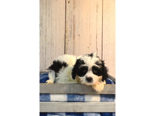 Cava Chon-DOG-Male-Black / White-21160-Petland Fort Myers, Florida