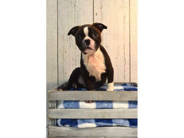 Boston Terrier DOG Male BLK WH 21159 Petland Fort Myers, Florida