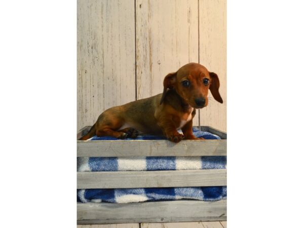 Dachshund DOG Female RED 21157 Petland Fort Myers, Florida