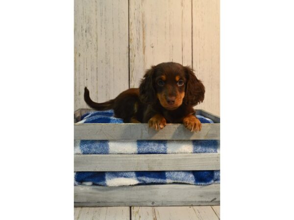 Dachshund DOG Male CHOC 21156 Petland Fort Myers, Florida