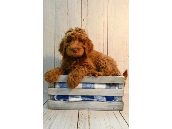 Labradoodle DOG Male Red 21154 Petland Fort Myers, Florida